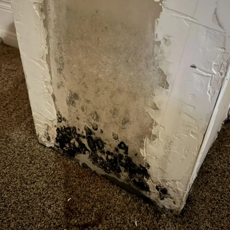 Professional Mold Removal in Deering, NH
